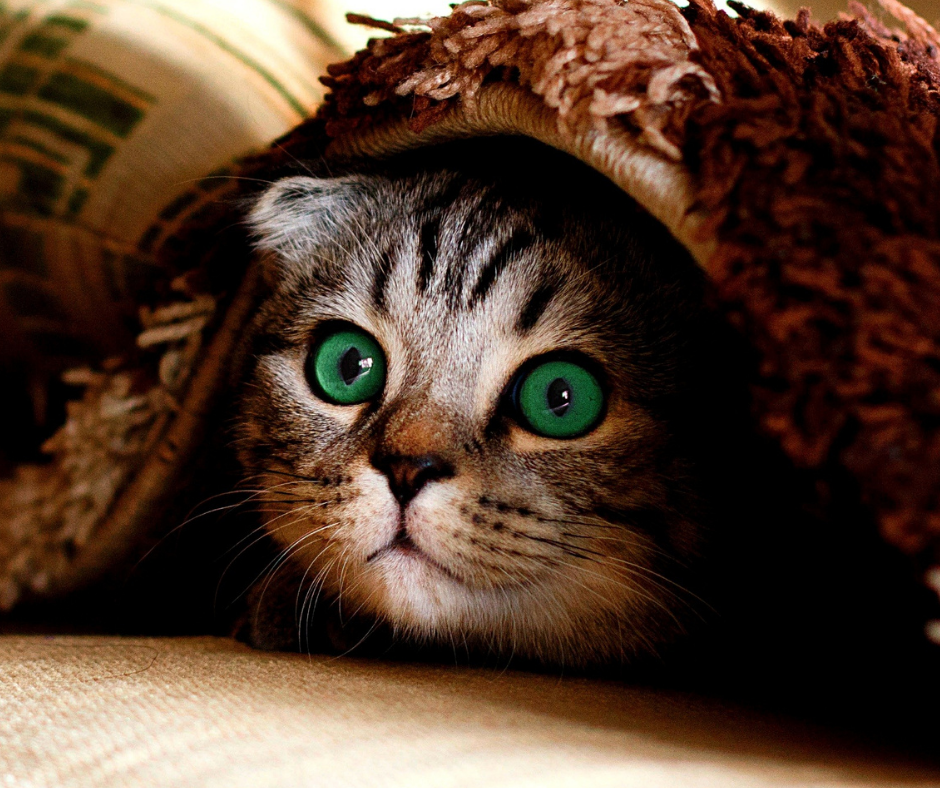 Do senior cats need glucosamine and MSM?