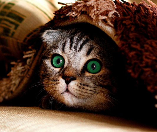 Do senior cats need glucosamine and MSM?