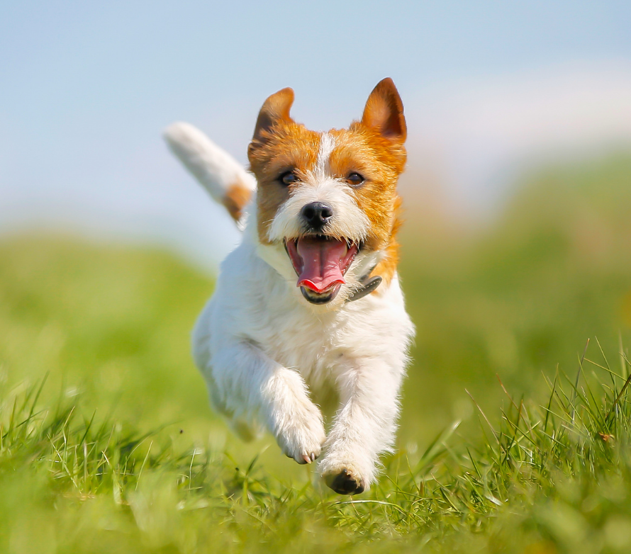 Optimal Canine Health: Essential Natural Dog Supplements