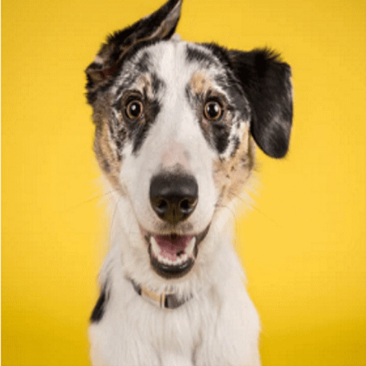 Whippet with one ear up