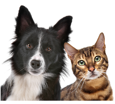 FREE SHIPPING on Glucosamine Ultra Capsules For Pets!