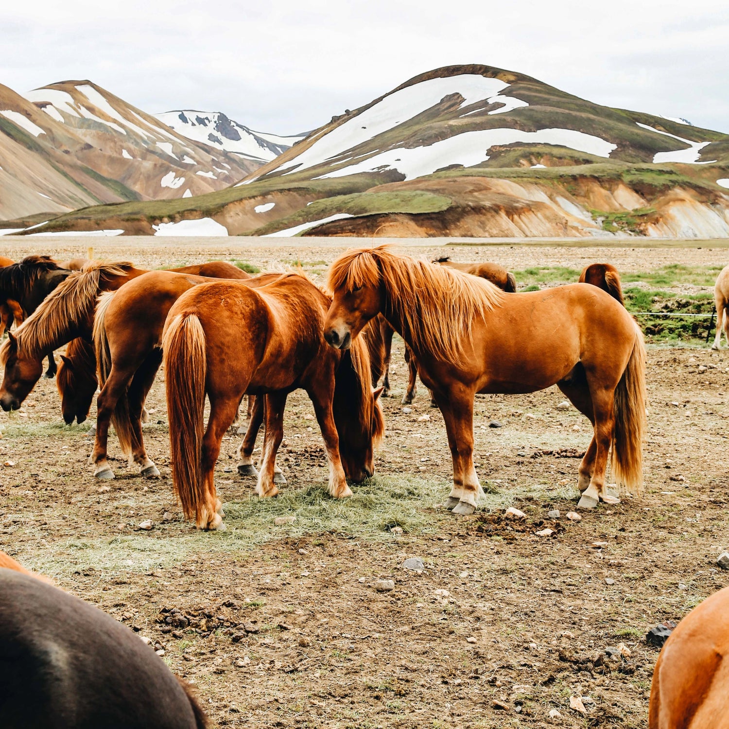 Equitek Products - Natural Supplements For Horse Health