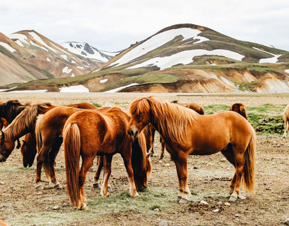 horses in a herd