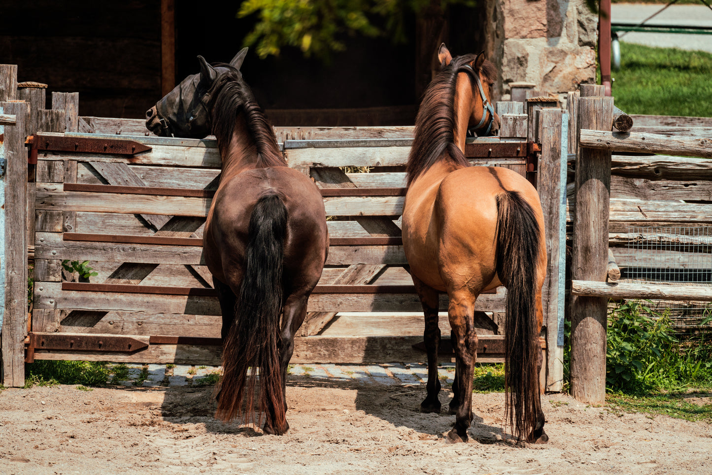 Equitek Fish Oil For Horses - 1L